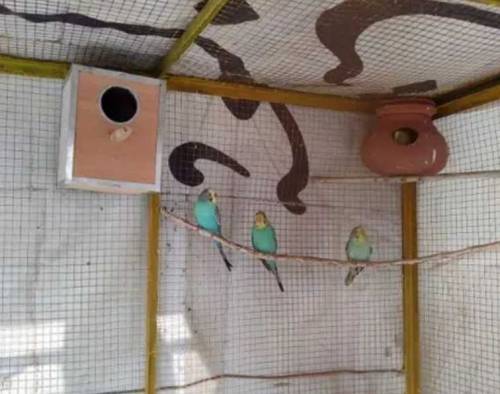 budgie, exhibition and hogoromo for sale 