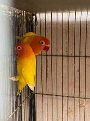 love bird Latino Personality 03099016398 good pair breeder pair