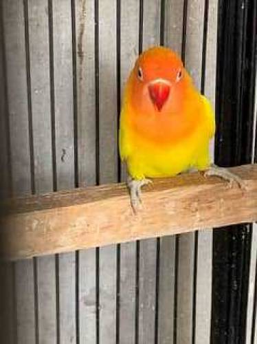 love bird Latino Personality 03099016398 good pair breeder pair