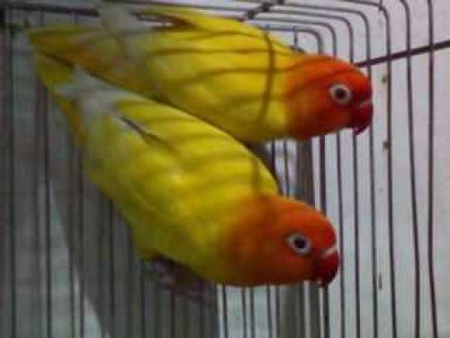 love bird Latino Personality 03099016398 good pair breeder pair