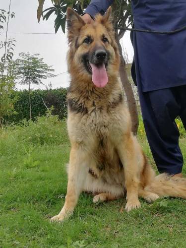German shepherd 