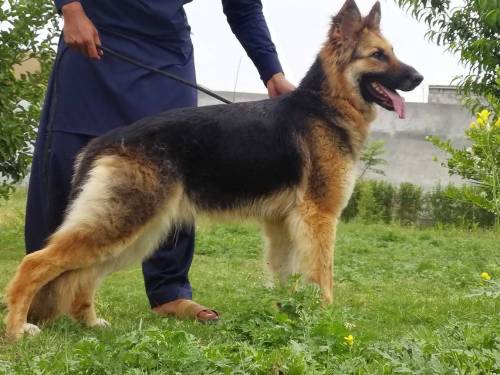 German shepherd 