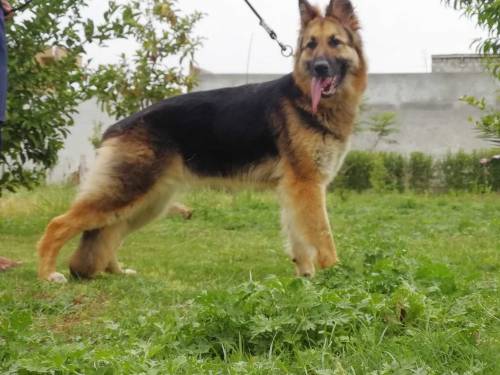 German shepherd 