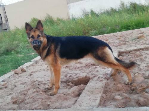 German shepherd 