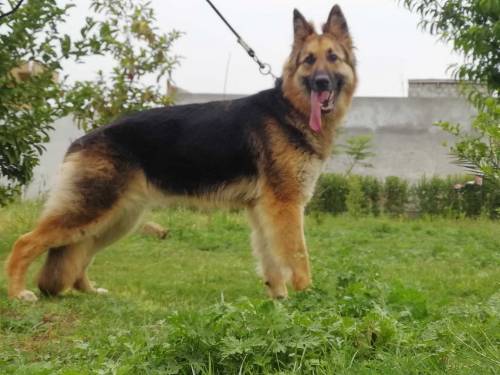German shepherd 