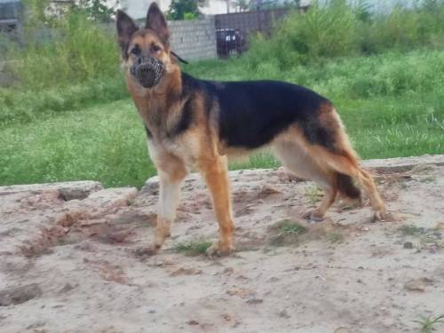German shepherd 