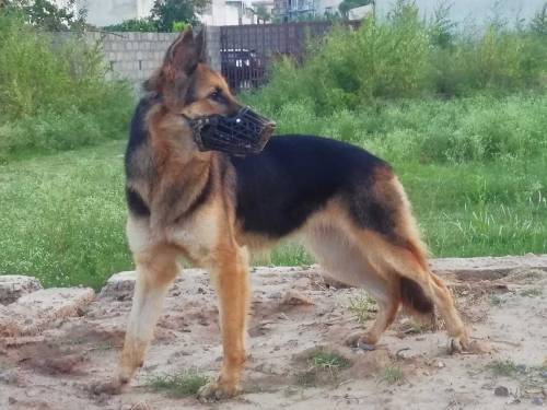 German shepherd 