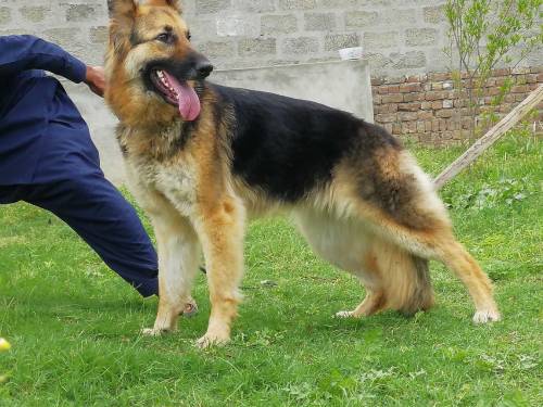 German shepherd 