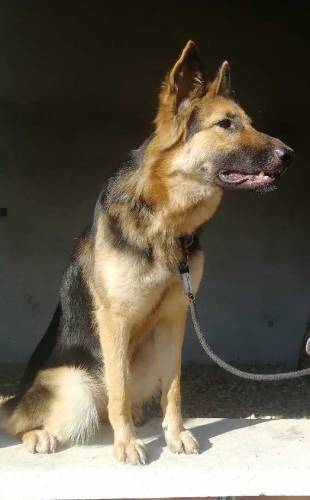 German shepherd 