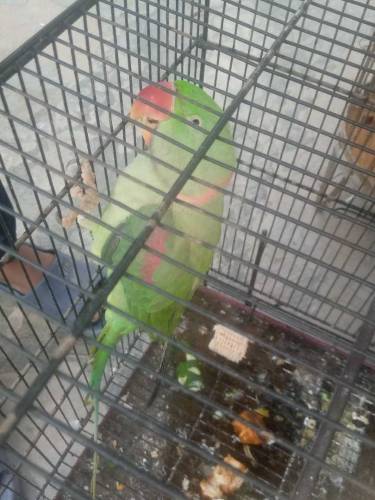 raw parrat 