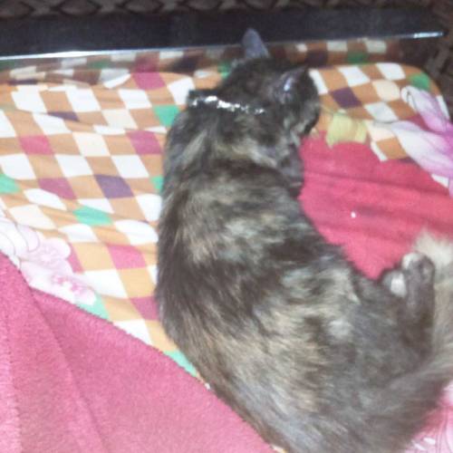 cat 