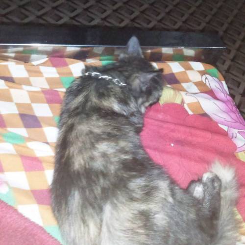 cat 