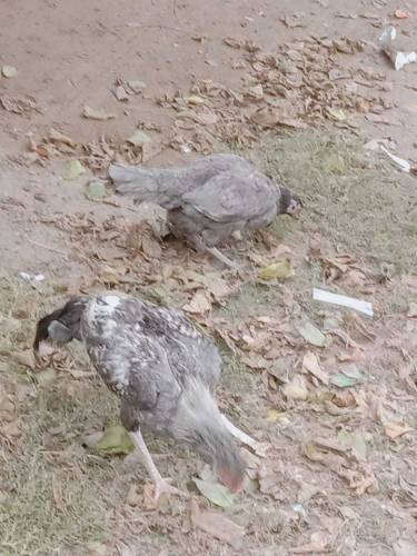 its beautiful aseel thai pair clour slaty 