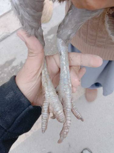 its beautiful aseel thai pair clour slaty 