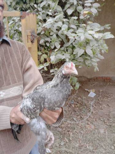 its beautiful aseel thai pair clour slaty 