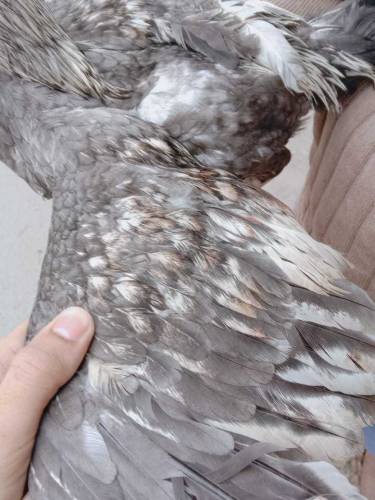 its beautiful aseel thai pair clour slaty 