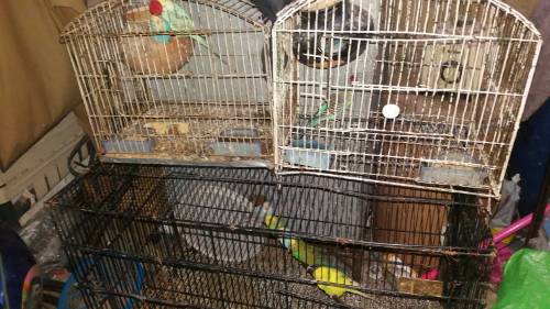 bugies parrot