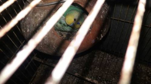 bugies parrot