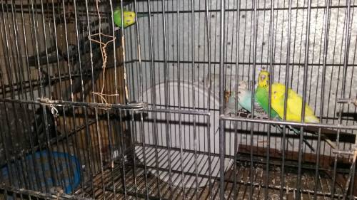 bugies parrot