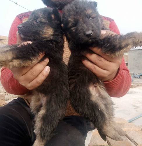 German Shepherd puppies For sale 