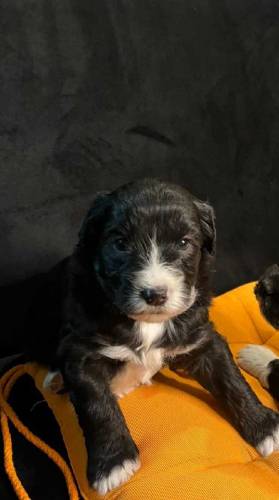 poodle puppies available