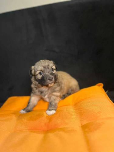 poodle puppies available