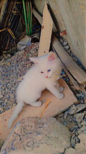 Persian kitten 