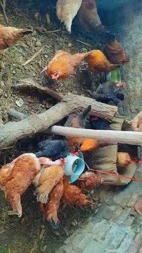 کاروبار شروع کرنے کے لیے ایک اچھا موقع انڈوں والی مرغیاں 20 عدد 