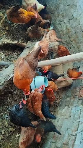 کاروبار شروع کرنے کے لیے ایک اچھا موقع انڈوں والی مرغیاں 20 عدد 