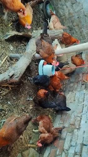 کاروبار شروع کرنے کے لیے ایک اچھا موقع انڈوں والی مرغیاں 20 عدد 