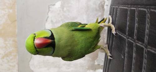 talking parrot 🦜