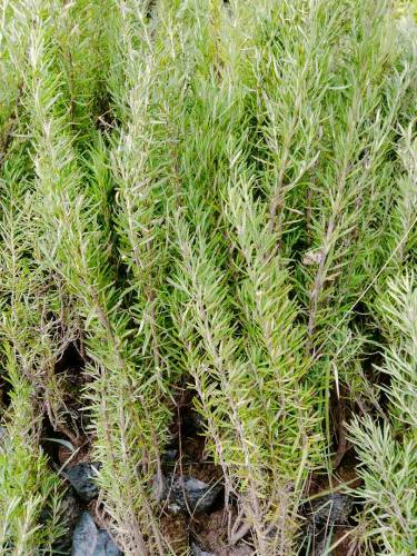 Rosemary 