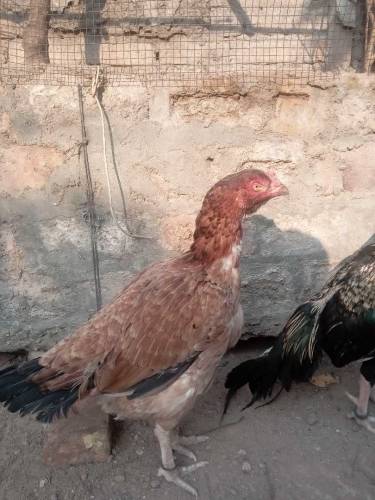aseel pair 