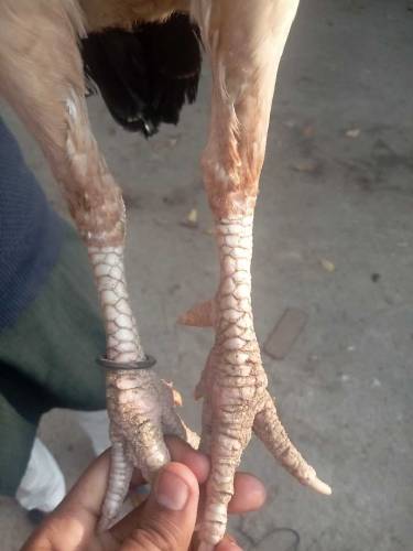 aseel pair 