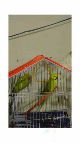 now  ringneck on sale healthy pair with cage
