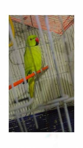 now  ringneck on sale healthy pair with cage