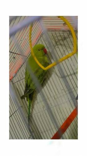 now  ringneck on sale healthy pair with cage