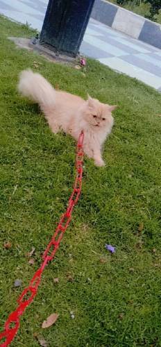 Persian female cat 