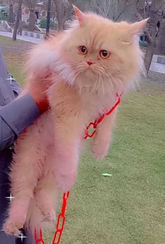 Persian female cat 