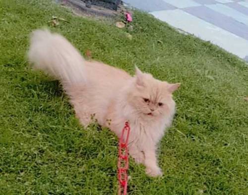 Persian female cat 
