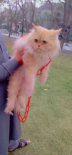 Persian female cat 