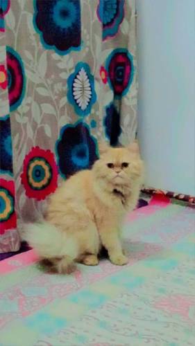 Persian female cat 