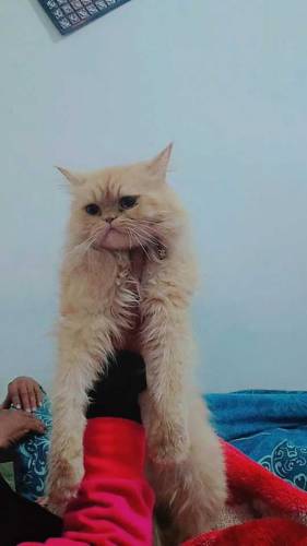 Persian female cat 