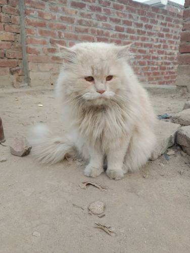 Male Cat For Sale