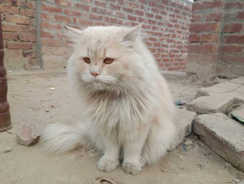 Male Cat For Sale