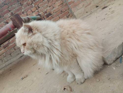 Male Cat For Sale