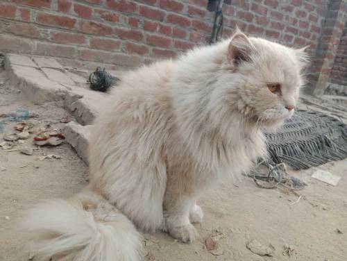 Male Cat For Sale