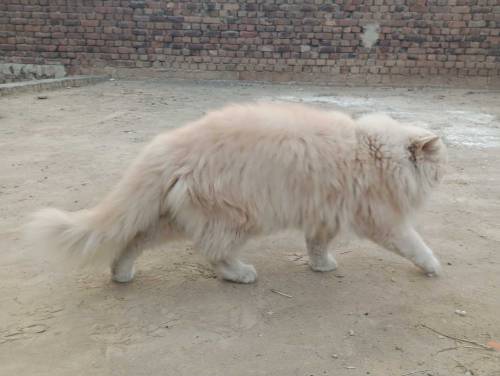 Male Cat For Sale