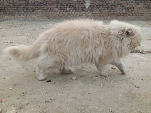 Male Cat For Sale