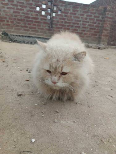 Male Cat For Sale